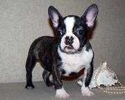 outstanding French Bulldog Puppy ready to go